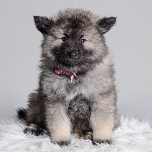 11 Wolfsspitz Grey Kaiser‘s Bajuka Banja