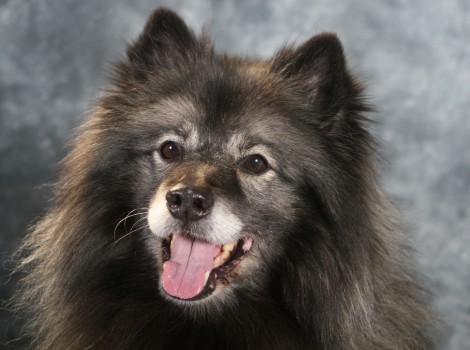 Wolfsspitz_Banja_01 Meine Wölfe