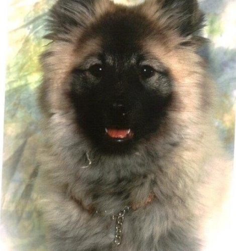 Wolfsspitz_Lara_Tessy_von_Ostfriesland_01 Wolfsspitz Lara Tessy von Ostfriesland