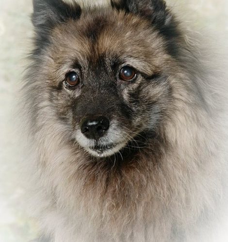Wolfsspitz_Mausi_04 Wolfsspitz Mausi