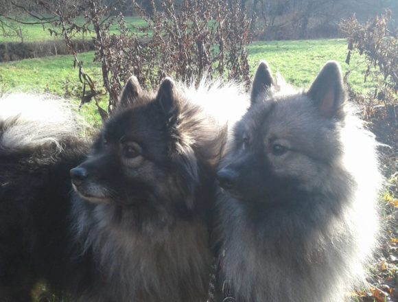 b38e054b-5bfa-4f79-992d-3e94fc42c785 Wolfsspitzzüchter