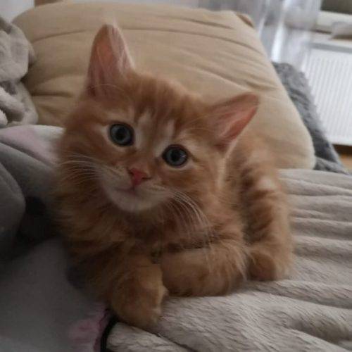Katerchen Nemo