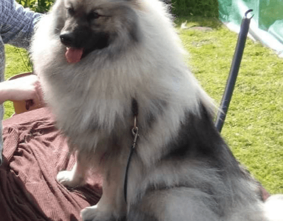 bente_image Wolfsspitzzüchter