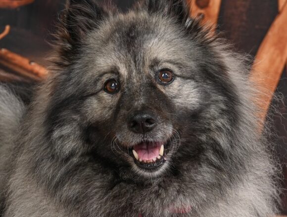 image0 Wolfsspitzzüchter