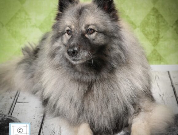 image10 Wolfsspitzzüchter