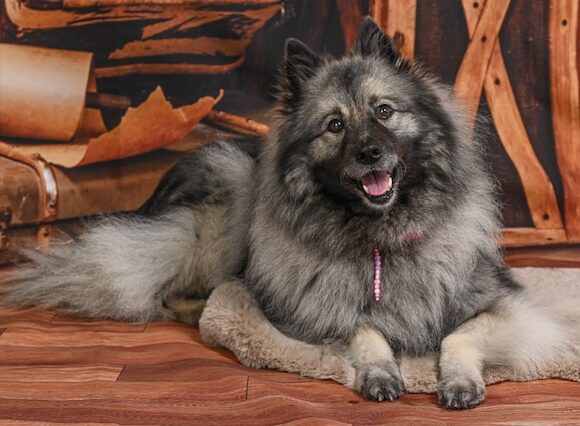image4 Wolfsspitzzüchter