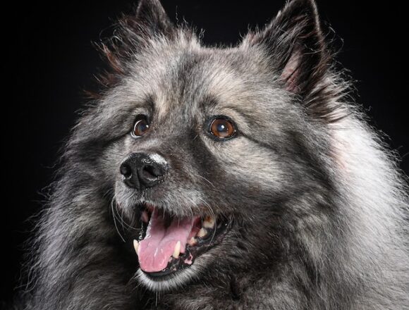 image5 Wolfsspitzzüchter