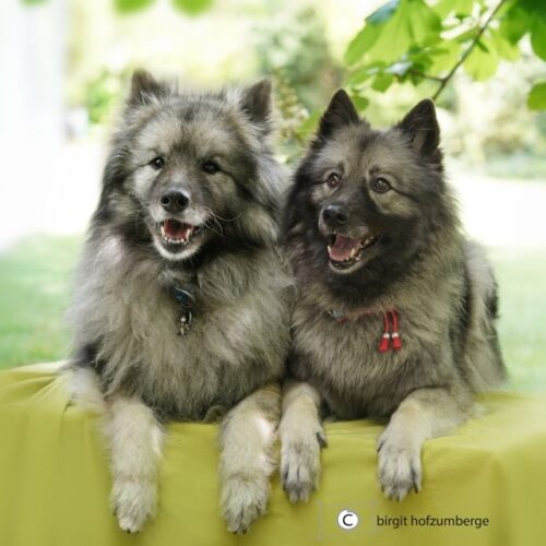 Seelenhund Lara Tessy von Ostfriesland